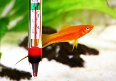 Casino’s high-roller database gets stolen through fish tank thermometer