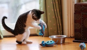 Say goodbye to fat cats with the new set of mouse shaped food pods